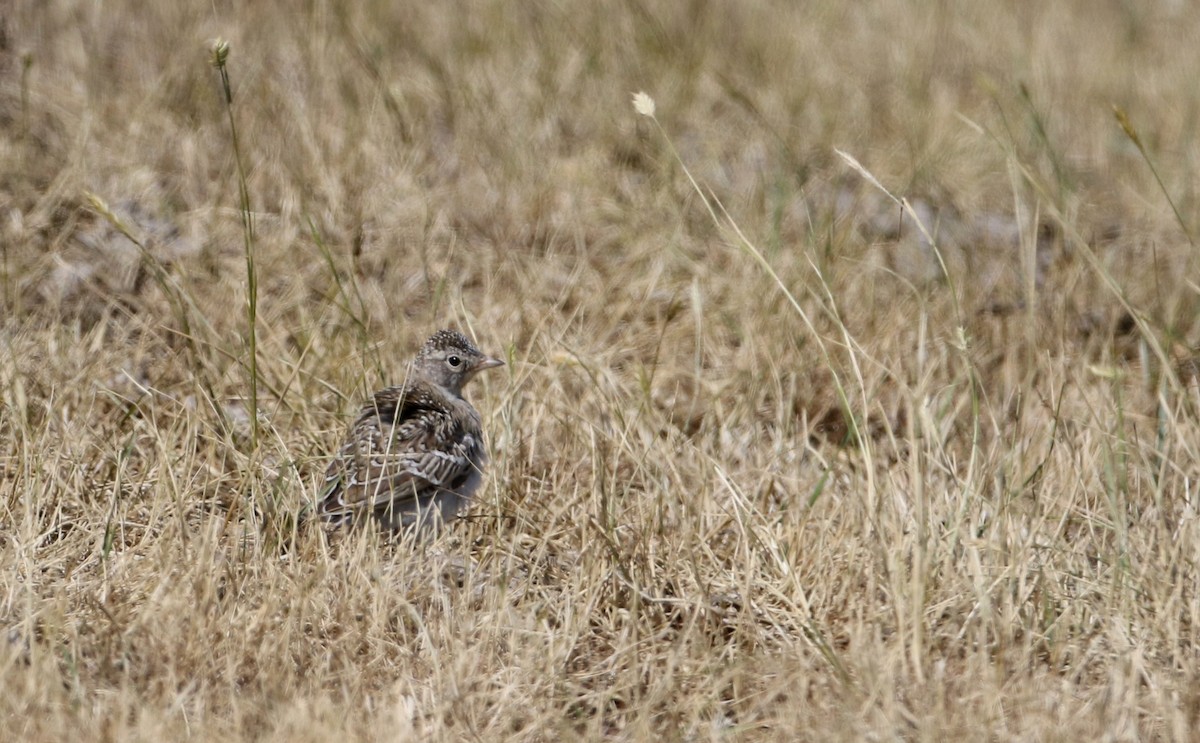 Horned Lark - ML66397141