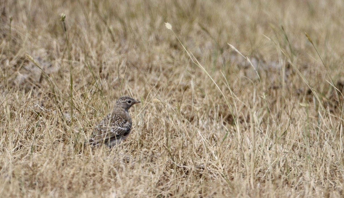 Horned Lark - Jay McGowan