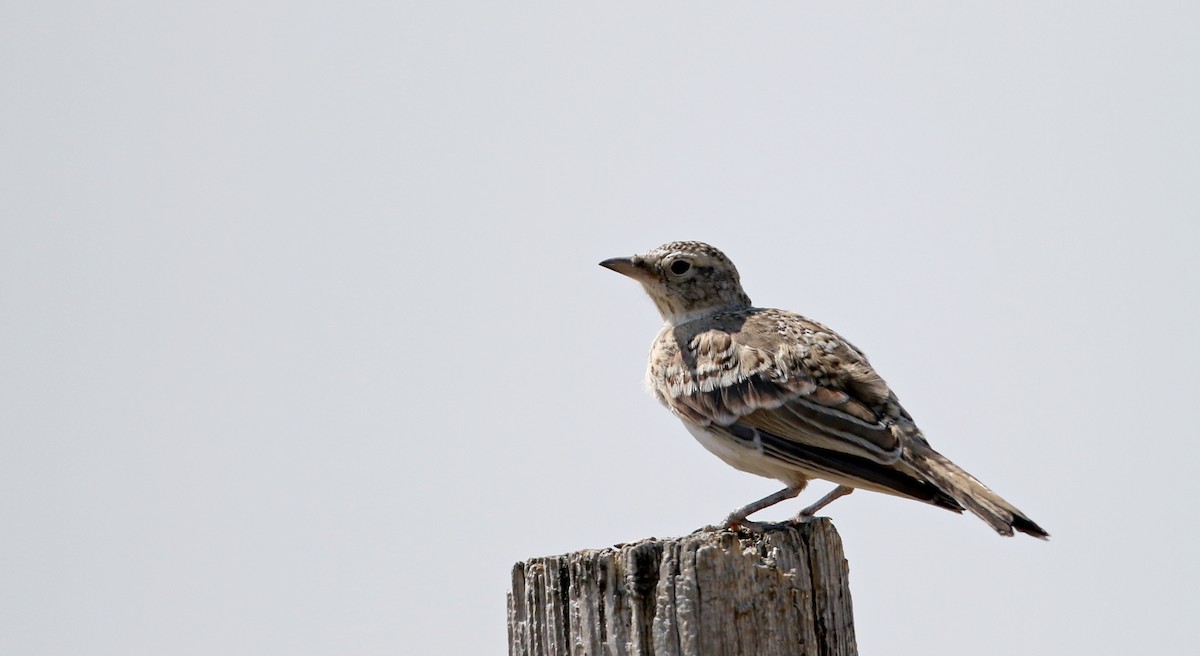 Horned Lark - Jay McGowan