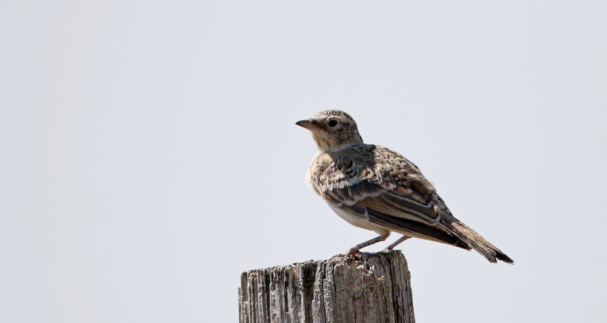 Horned Lark - Jay McGowan