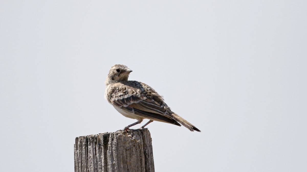 Horned Lark - ML66397341