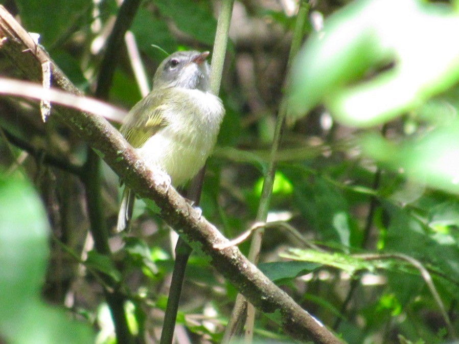 Slate-headed Tody-Flycatcher - ML66397971