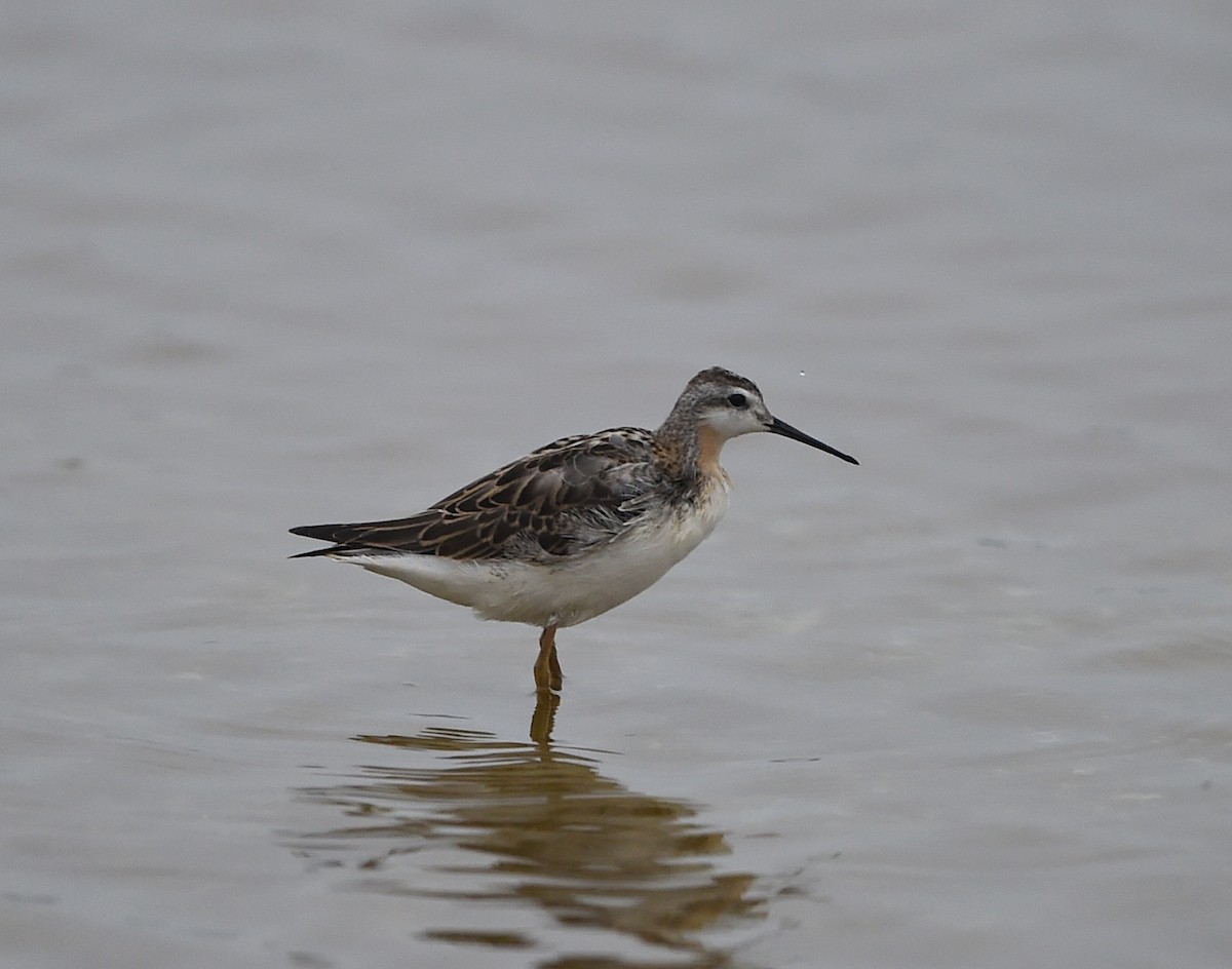 Wilson's Phalarope - ML66398661