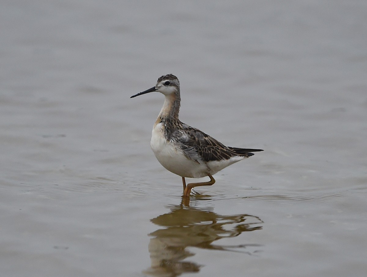 Wilson's Phalarope - ML66398671