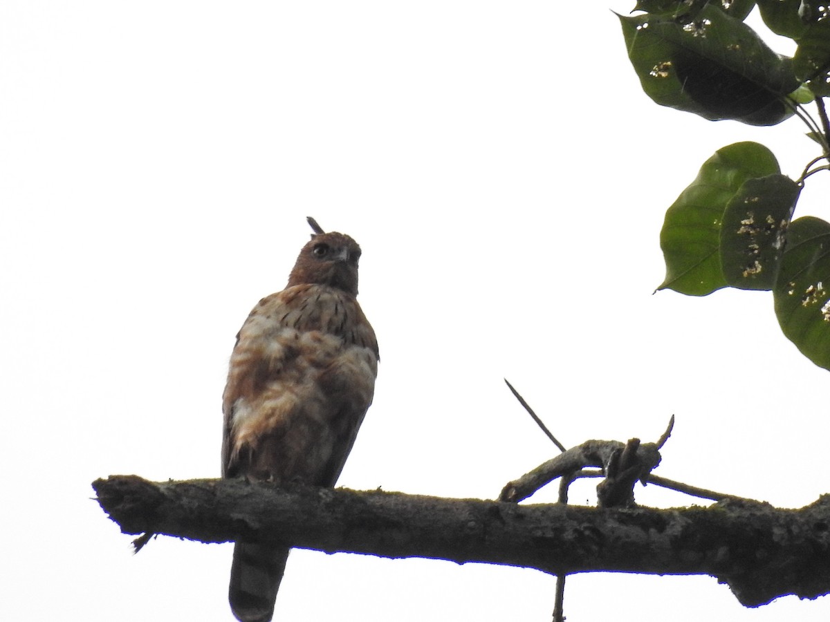 Wallace's Hawk-Eagle - ML66399091