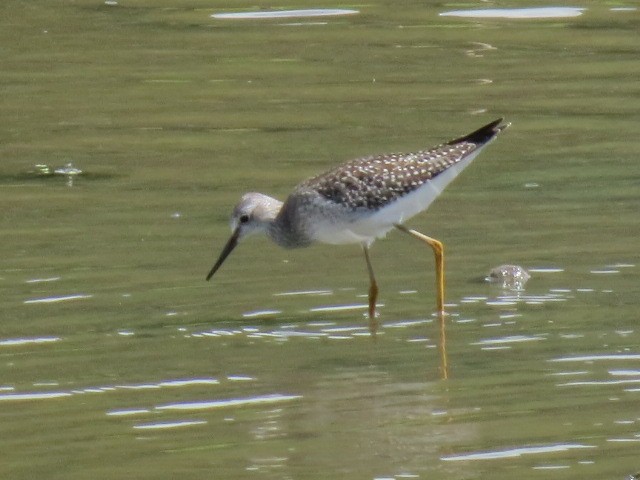 Lesser Yellowlegs - ML66399541