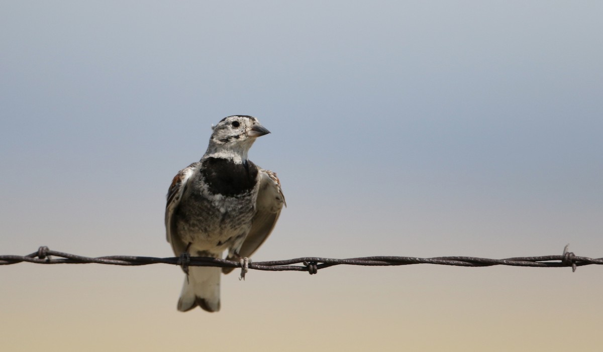 Thick-billed Longspur - ML66399791