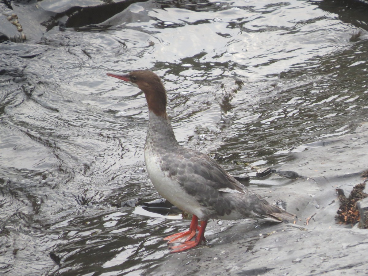 Common Merganser - Sarah Laughlin