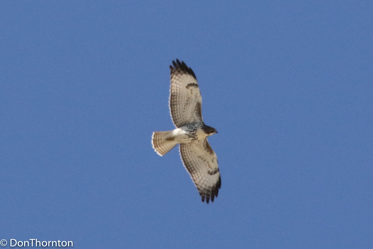 Red-tailed Hawk - ML66401391