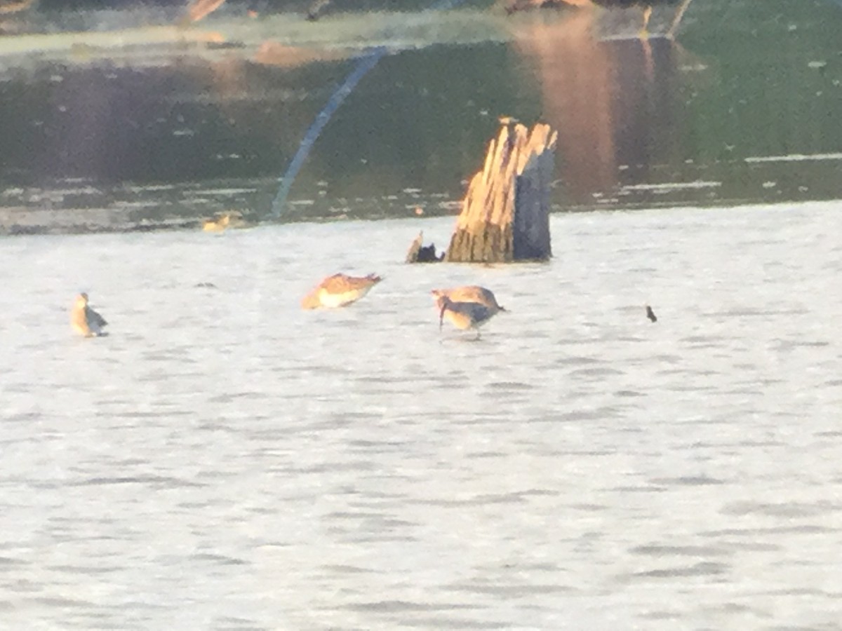 Stilt Sandpiper - ML66402601