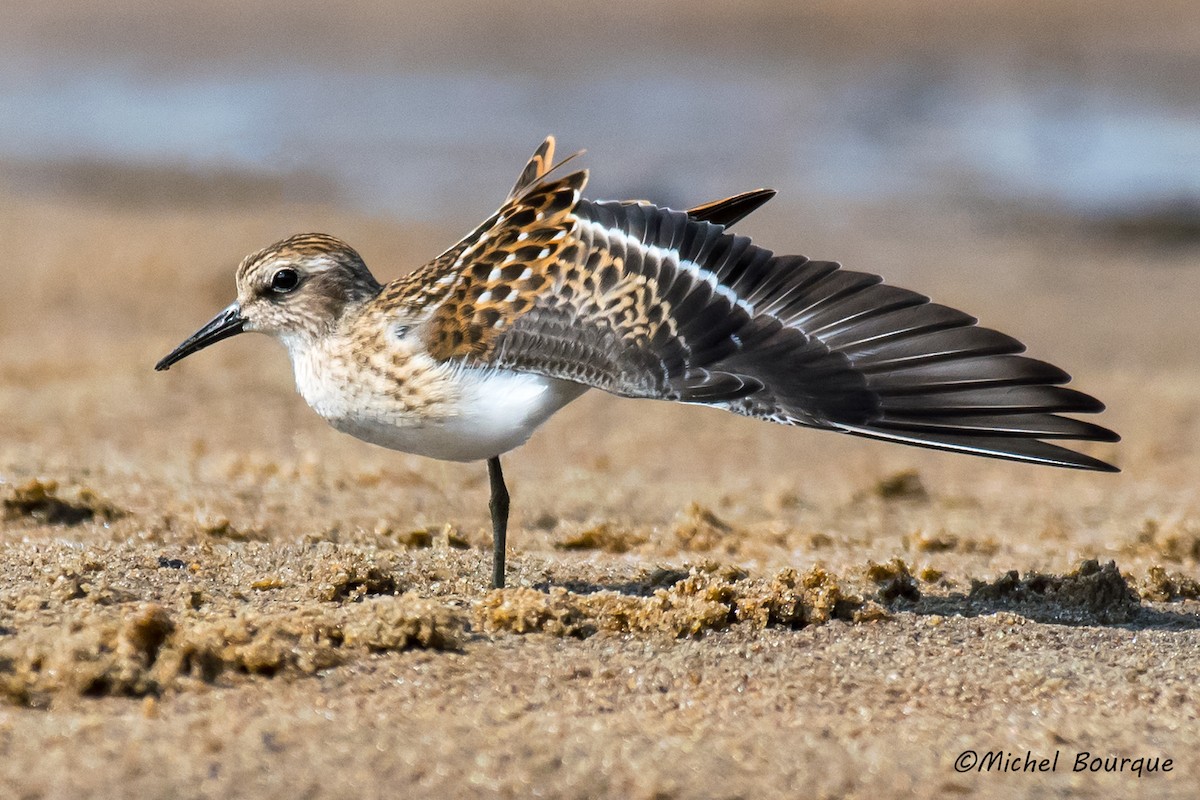 Least Sandpiper - ML66402871