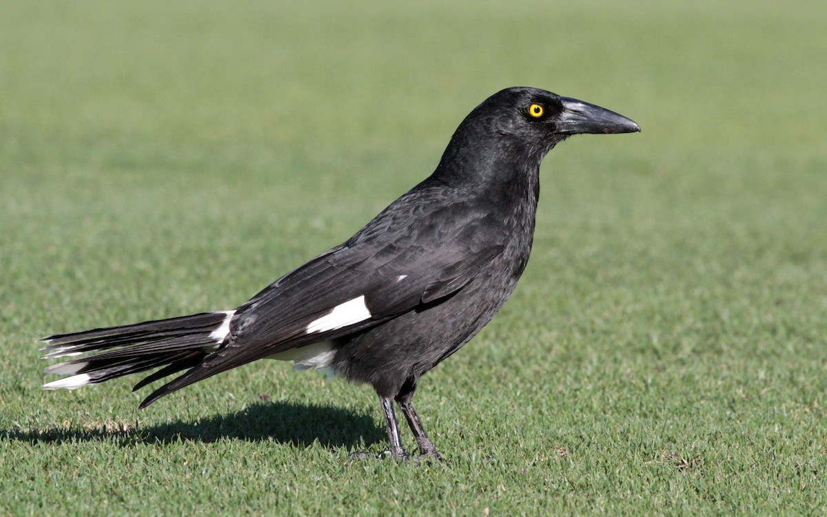 Pied Currawong - Corey Callaghan