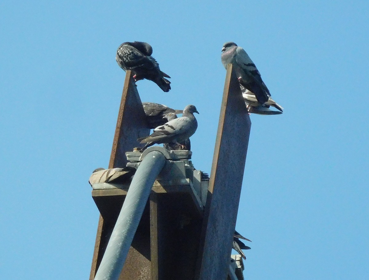 Rock Pigeon (Feral Pigeon) - ML66405801