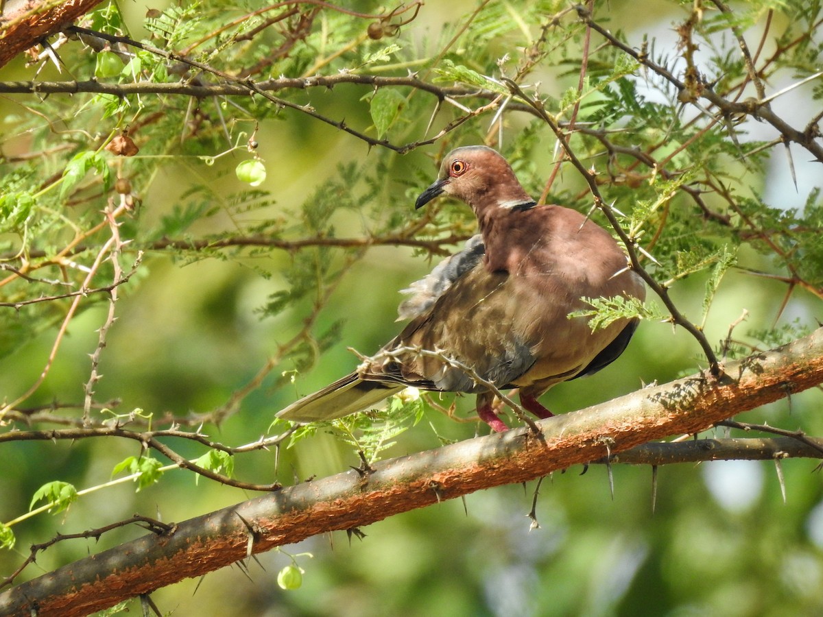 Sunda Collared-Dove - Pam Rasmussen