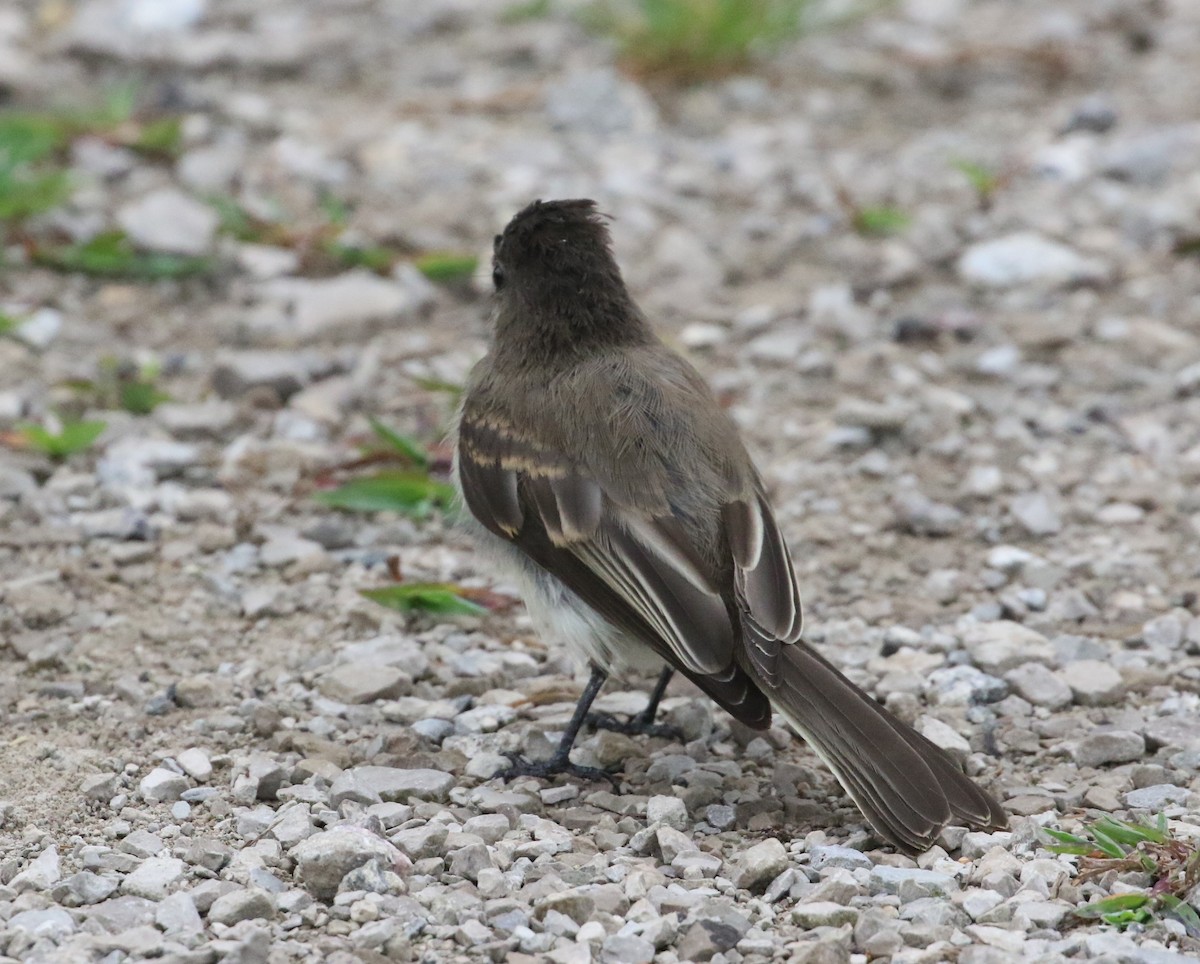 Eastern Phoebe - Robert Bochenek