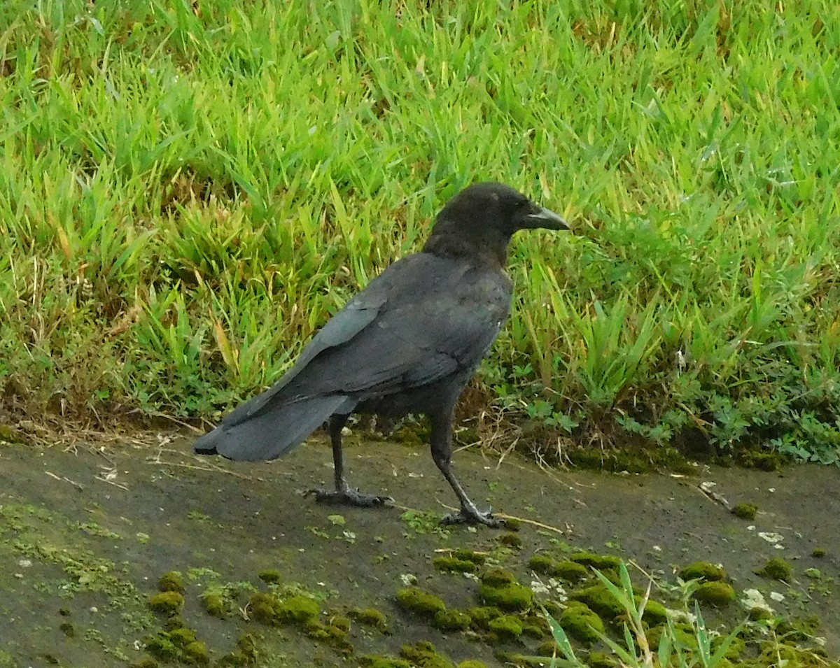 American Crow - ML66407721