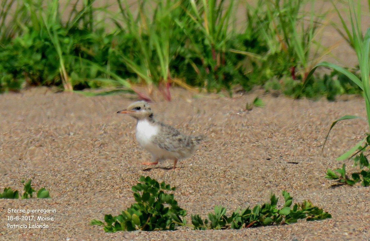 Common Tern - Patricia Lalonde