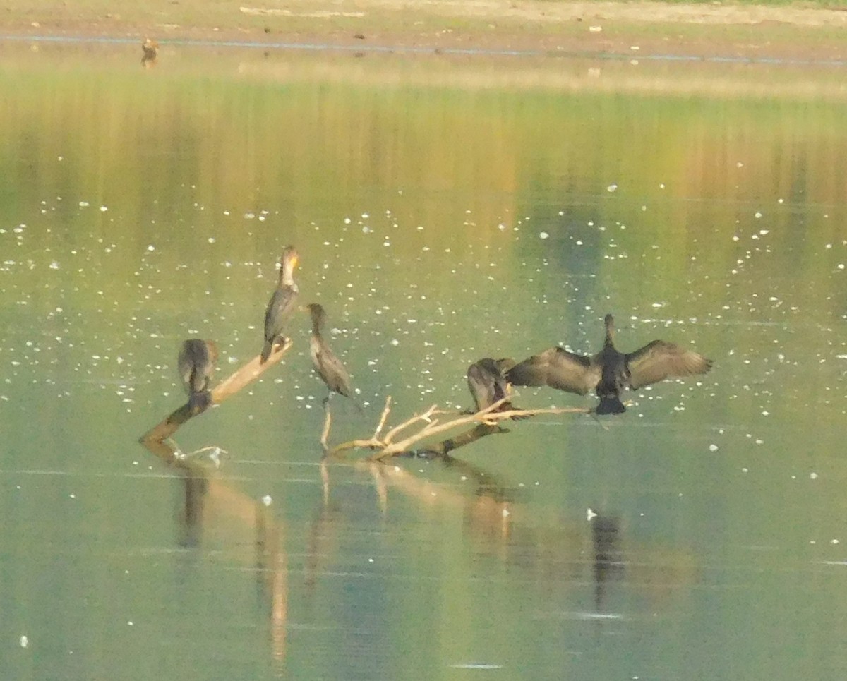 Double-crested Cormorant - ML66409031