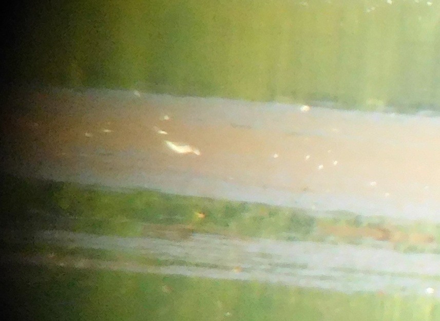 Wilson's Phalarope - ML66409061