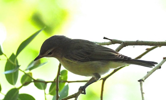 Warbling Vireo - John Anderson