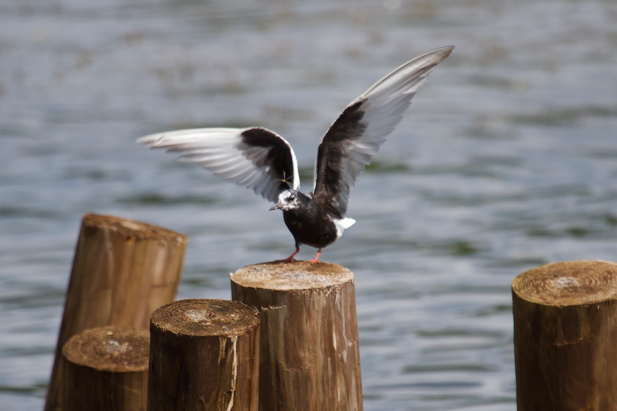 White-winged Tern - ML66410021