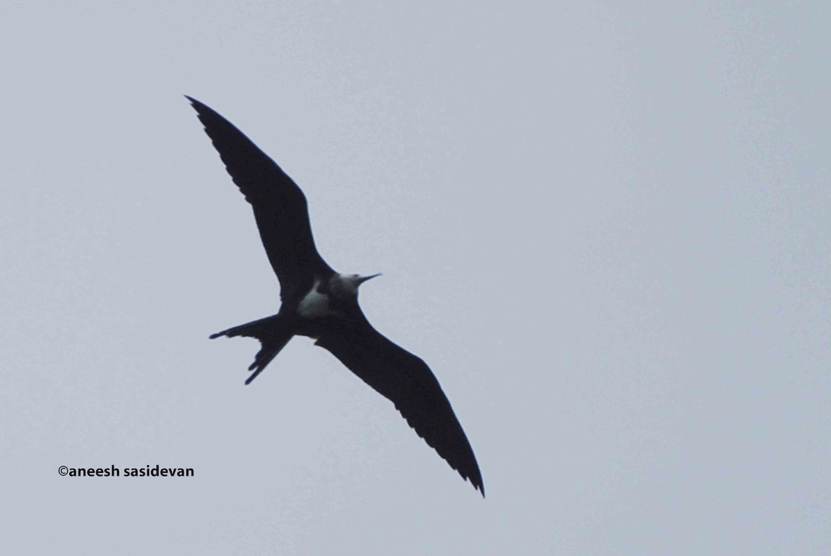 Christmas Island Frigatebird - ML66411011