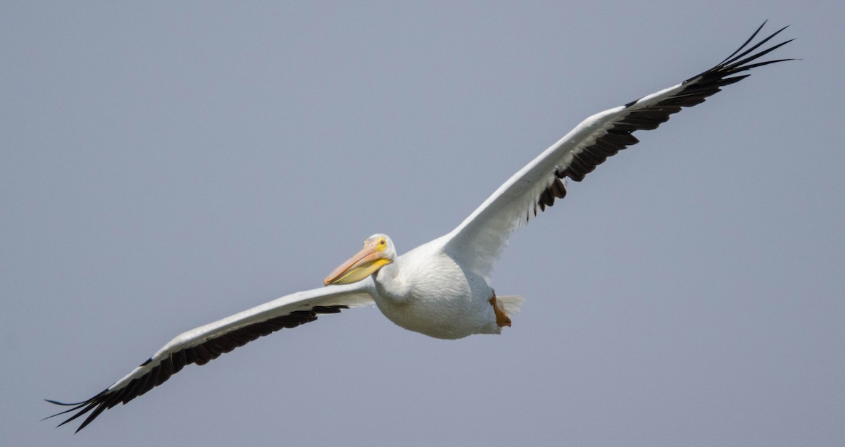 American White Pelican - Margaret & Fred Parkes