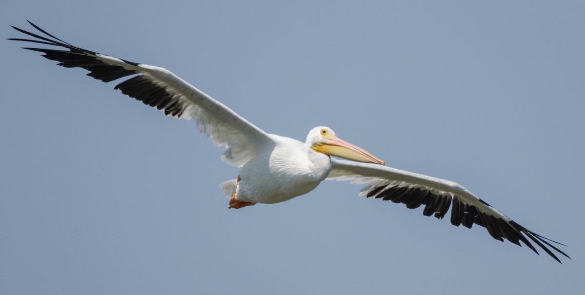 pelikán severoamerický - ML66411441