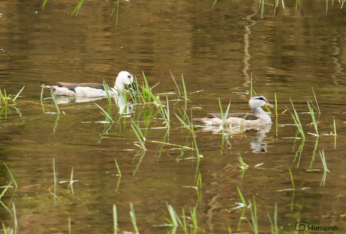 Cotton Pygmy-Goose - ML66413511