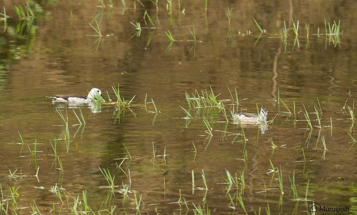 Cotton Pygmy-Goose - Murugesh Natesan