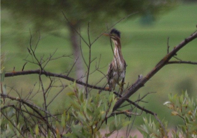 Green Heron - ML66413731