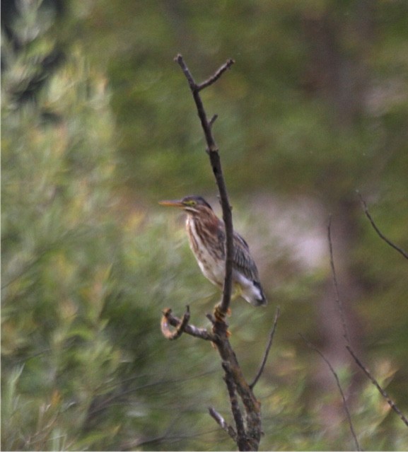 Green Heron - ML66413741