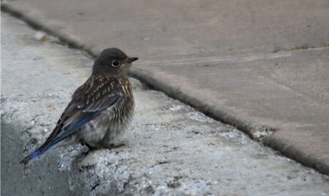 Western Bluebird - ML66413781