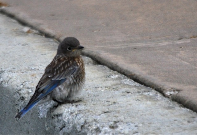 Western Bluebird - Debi Shearwater