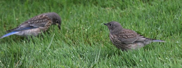 Western Bluebird - ML66413821