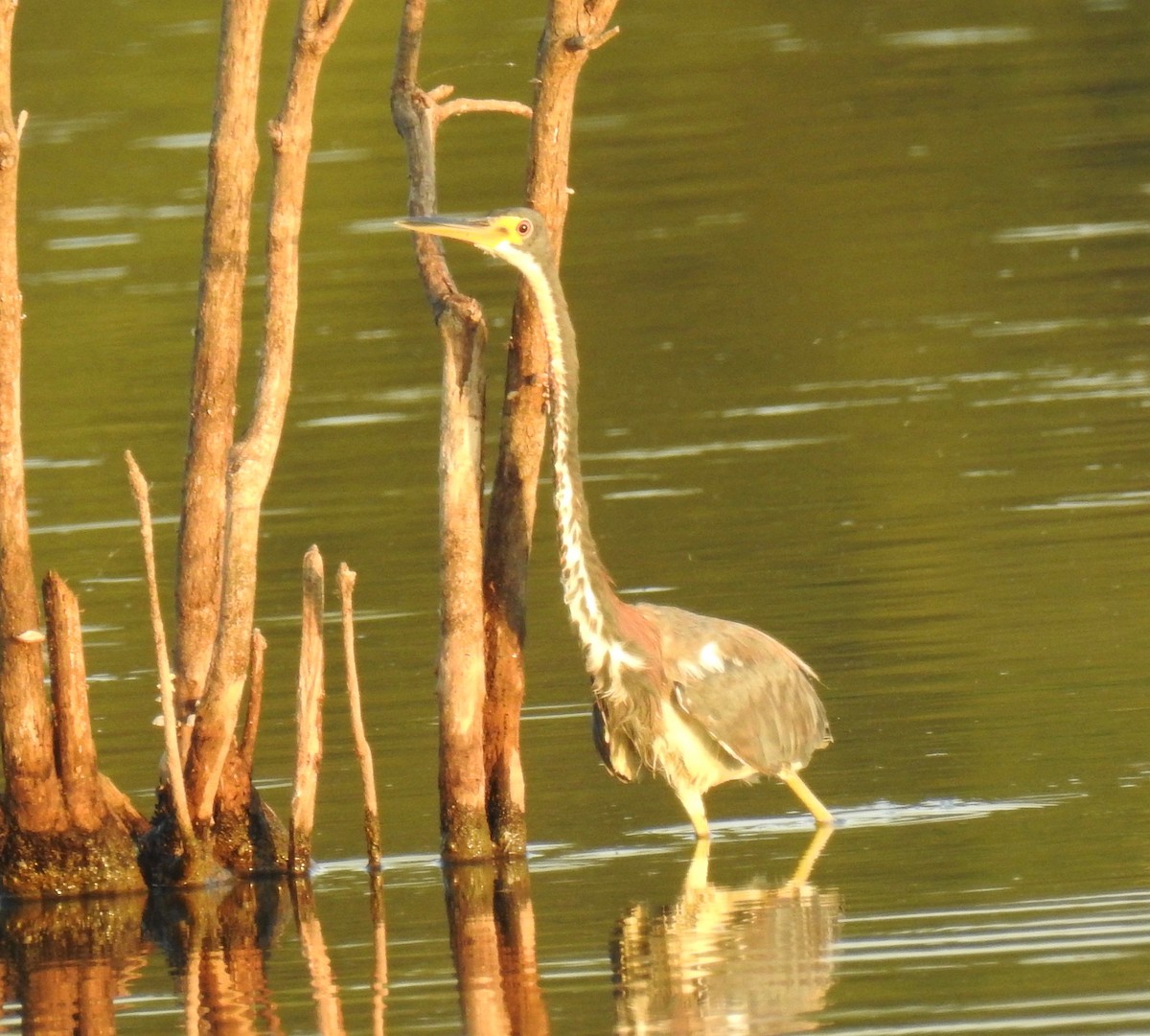 Tricolored Heron - Van Remsen