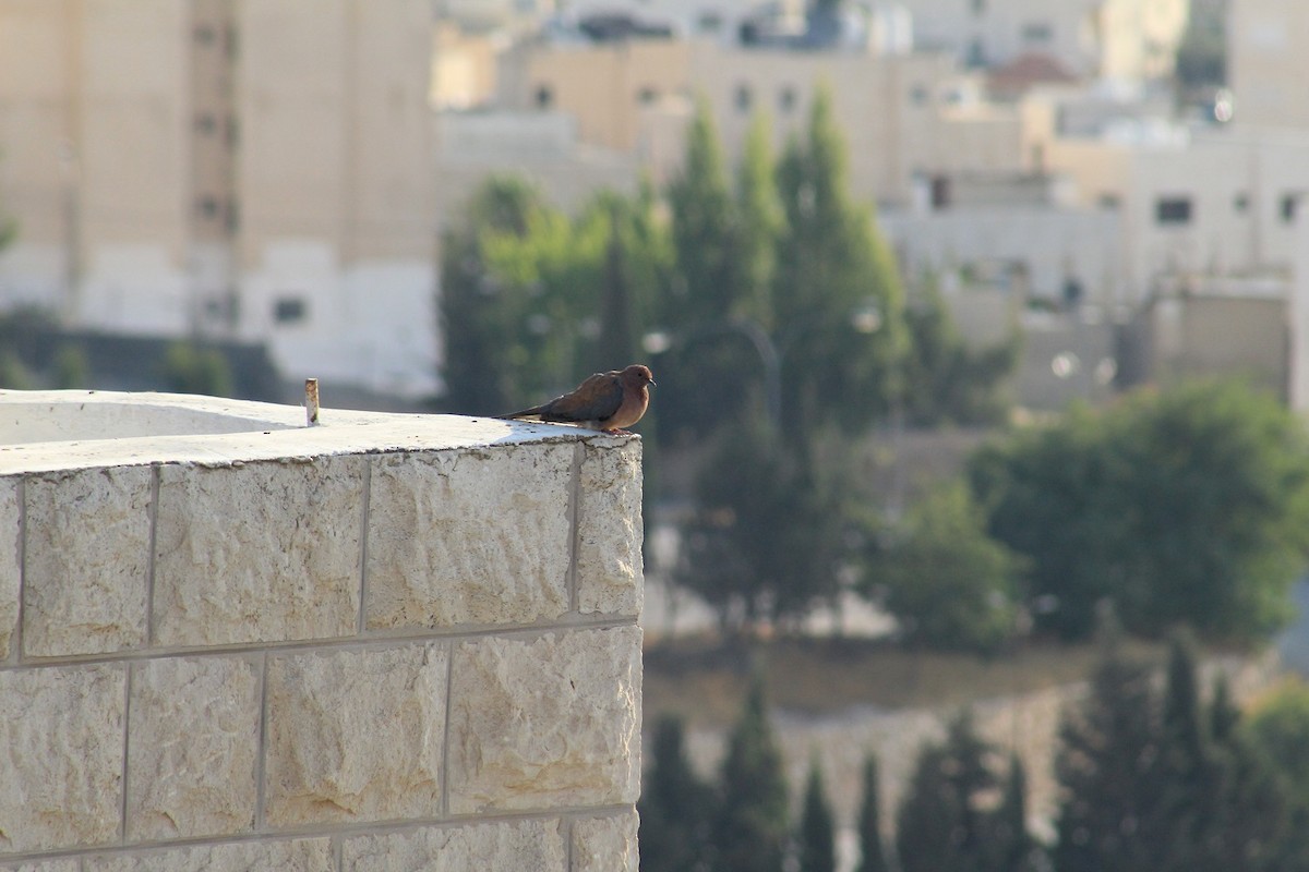 Laughing Dove - Lionel Xavier Horn