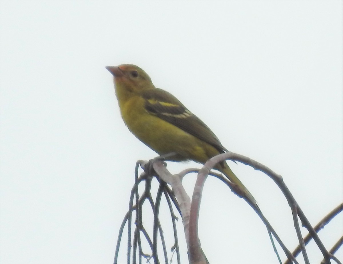 Western Tanager - Cos van Wermeskerken