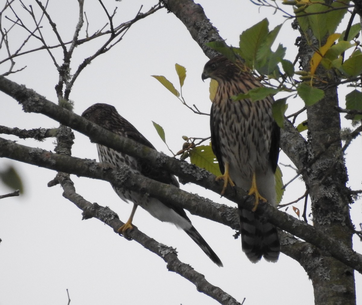 Cooper's Hawk - Cos van Wermeskerken