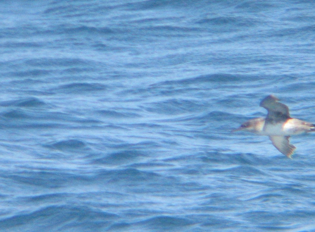 Balearic Shearwater - ML66418241