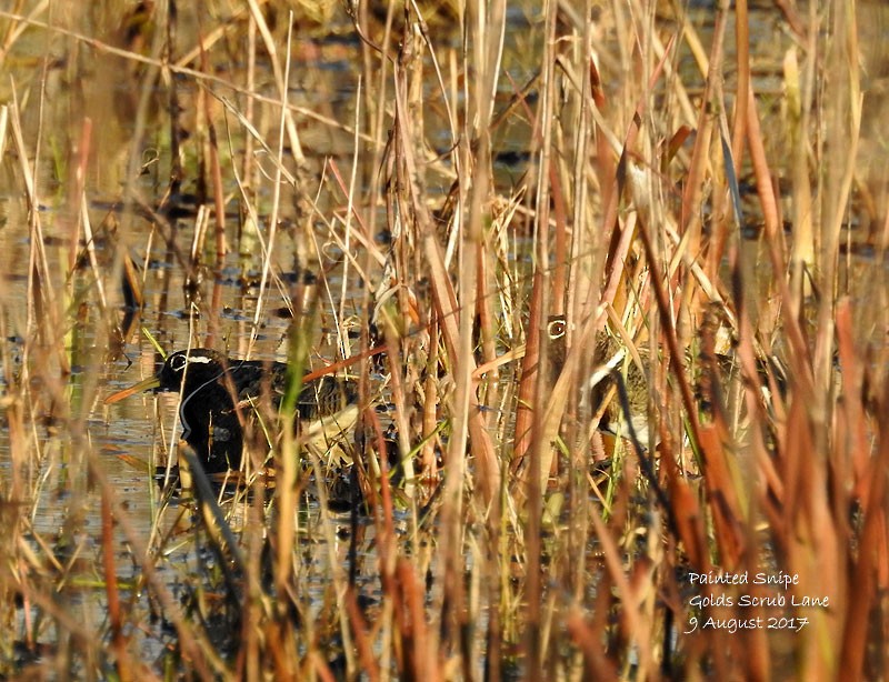 Australian Painted-Snipe - ML66418831