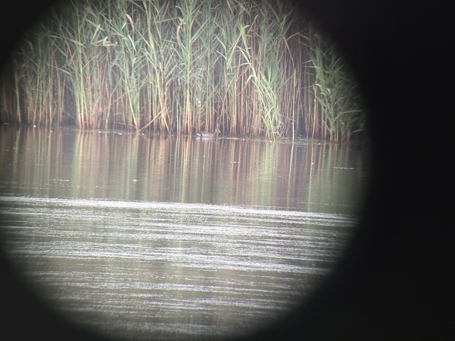 Common Gallinule - John McElroy
