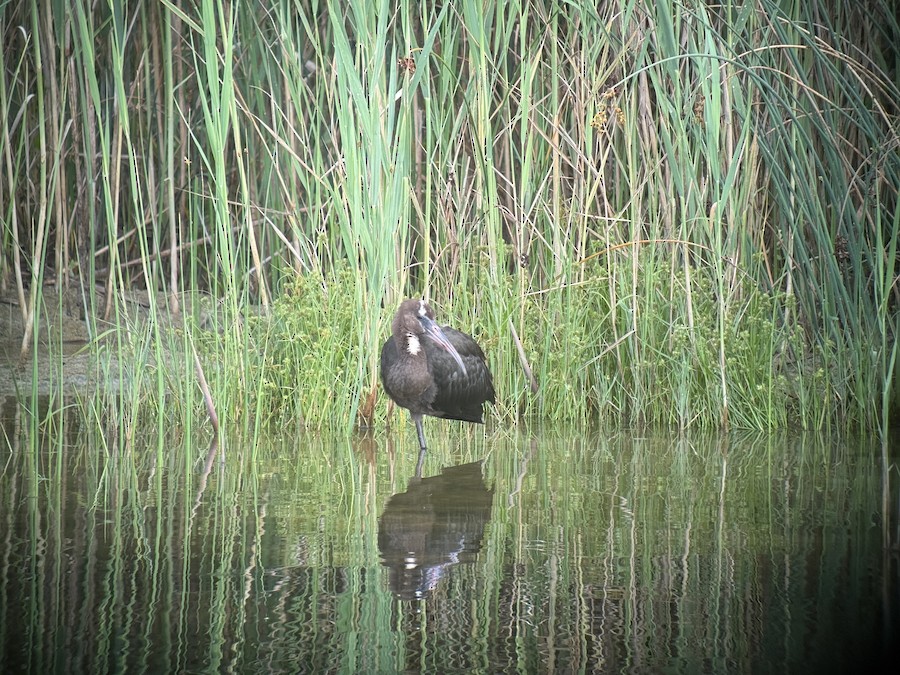 Double-crested Cormorant - John McElroy