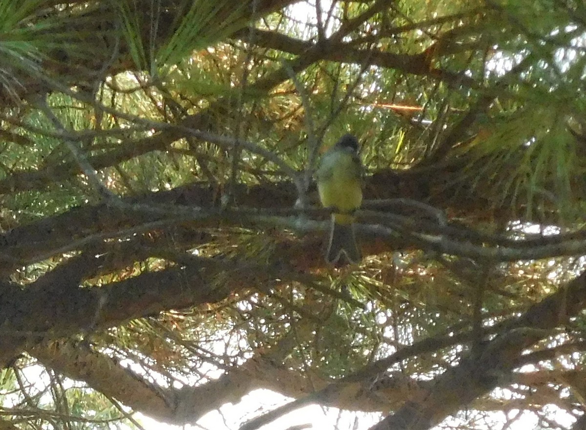 Great Crested Flycatcher - LynnErla Beegle