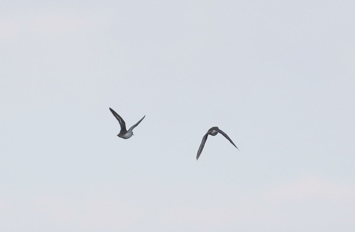 Spotted Sandpiper - ML66421721