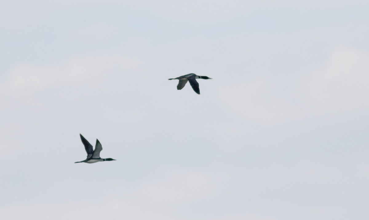 Common Loon - ML66421731