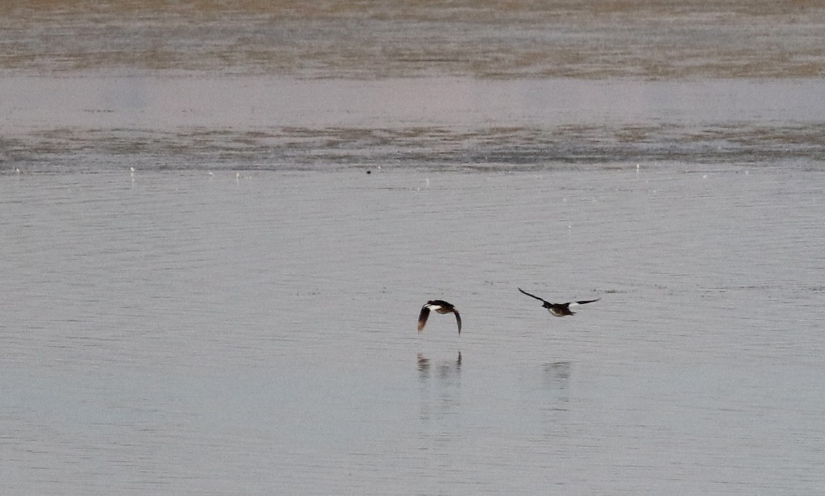 Barrow's Goldeneye - ML66421791