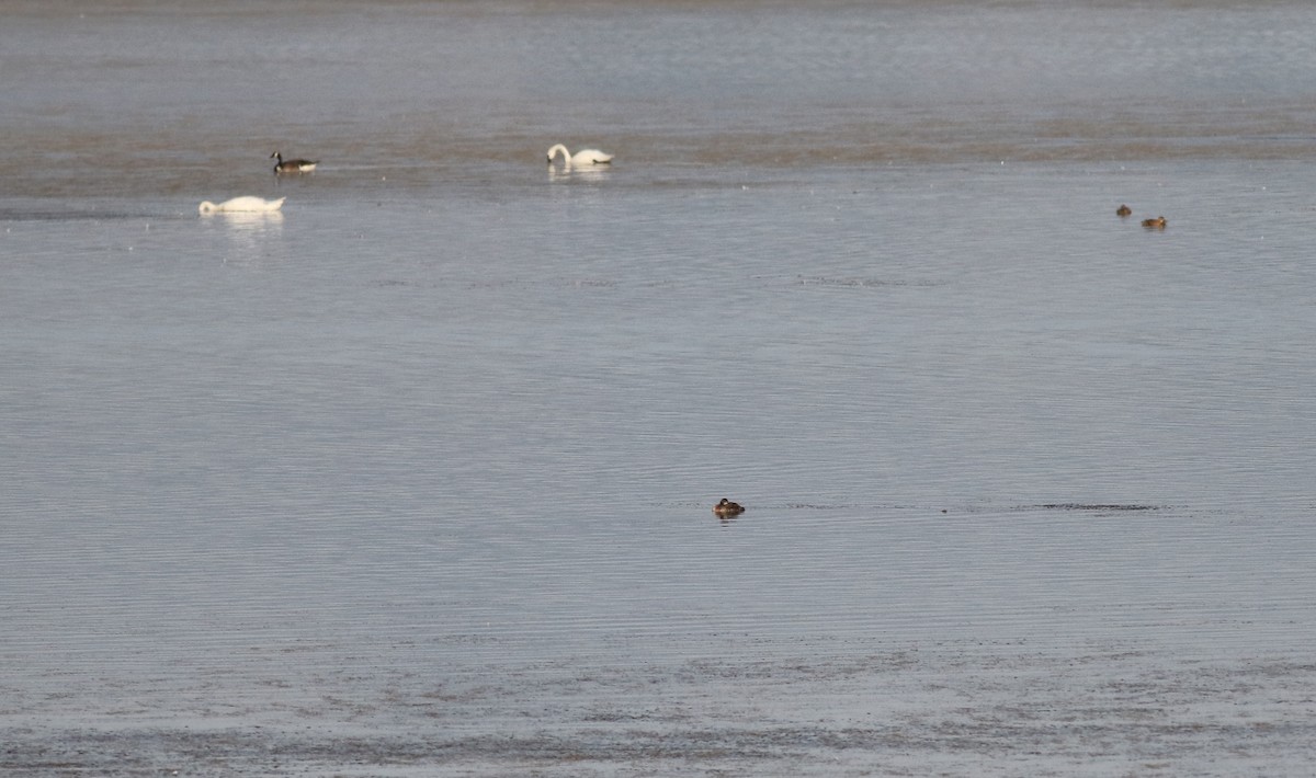 Red-necked Grebe - ML66421811