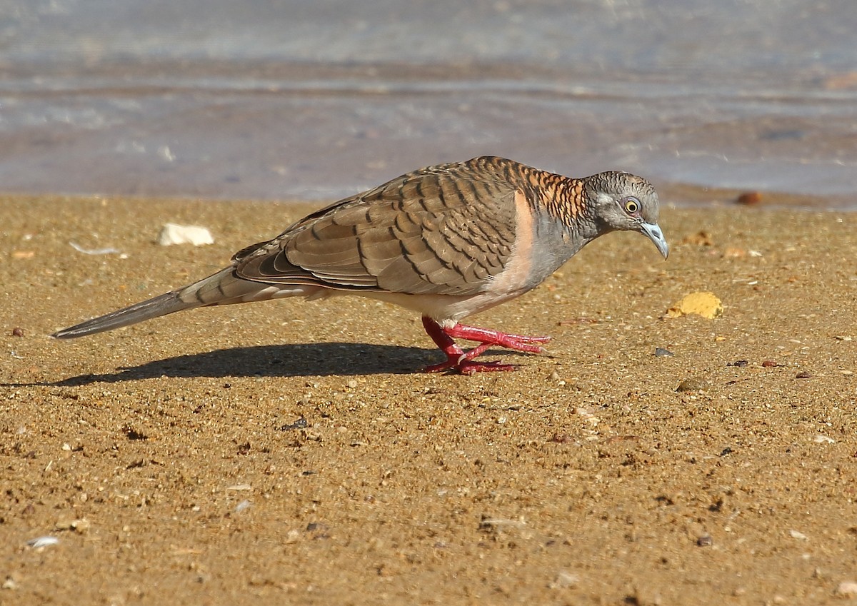 Bar-shouldered Dove - Michael Rutkowski