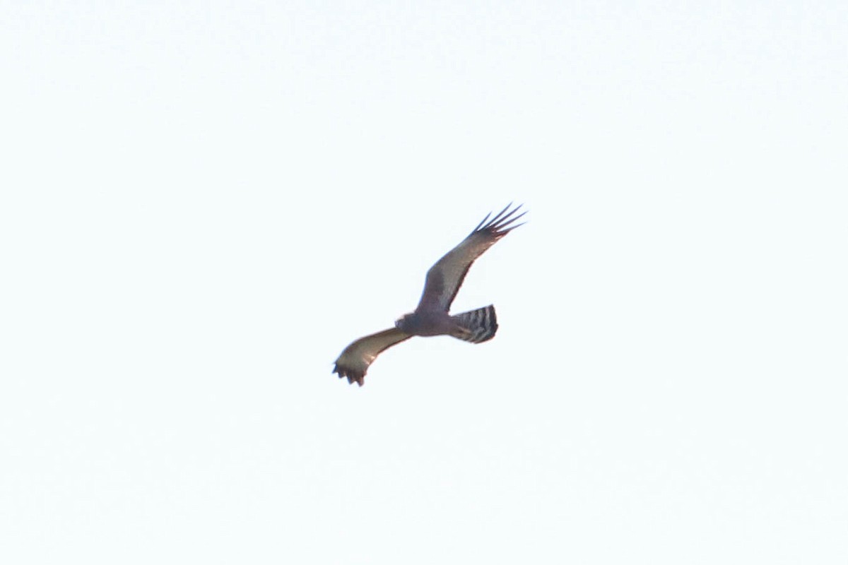 Spotted Harrier - Ged Tranter